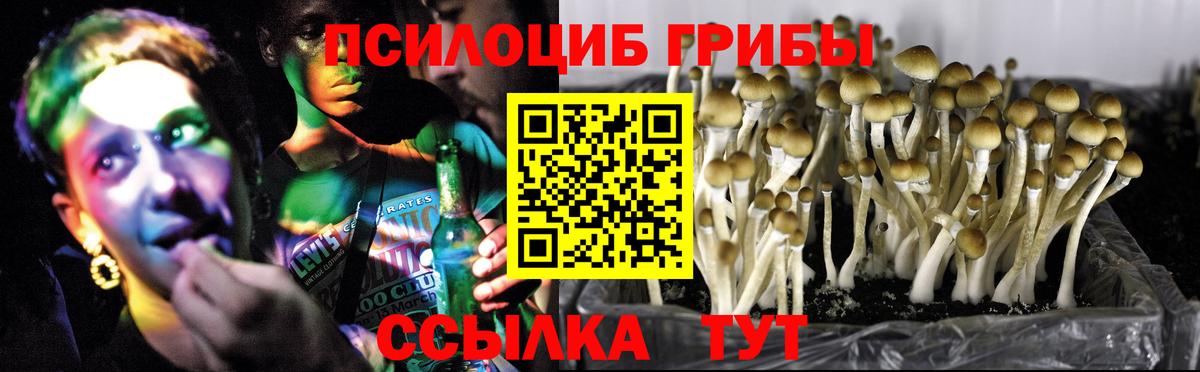 Галлюциногенные грибы Psilocybe Ливны
